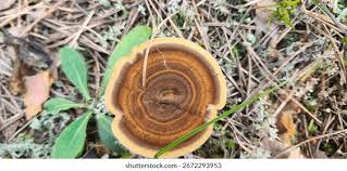 Attēlu rezultāti vaicājumam “Coltricia perennis”