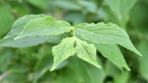 Attēlu rezultāti vaicājumam “Weigela praecox”