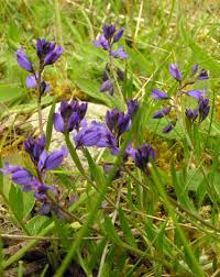Attēlu rezultāti vaicājumam “Polygala vulgaris”