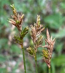 Attēlu rezultāti vaicājumam “Carex appropinquata fruit”