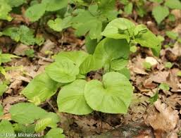 Attēlu rezultāti vaicājumam “Viola mirabilis leaf”