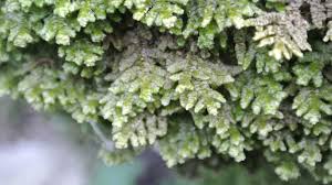 Attēlu rezultāti vaicājumam “Porella platyphylla macro”