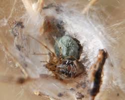 Attēlu rezultāti vaicājumam “Phylloneta sp.”