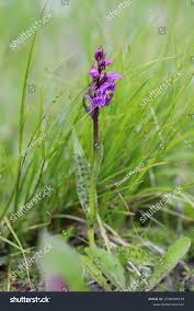 Attēlu rezultāti vaicājumam “Dactylorhiza cruenta leaf”