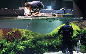 Znalezione obrazy dla zapytania takashi amano%