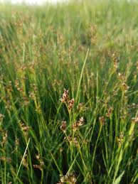 Attēlu rezultāti vaicājumam “Juncus compressus”