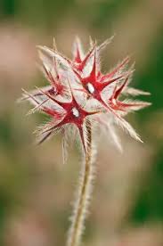 Attēlu rezultāti vaicājumam “Trichia ambigua spores”