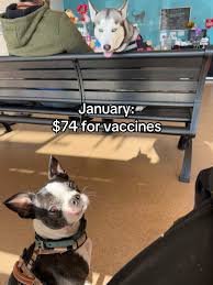 Image result for Boothtown Terriers A R L F C