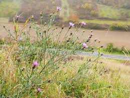 Attēlu rezultāti vaicājumam “Centaurea stoebe bud”