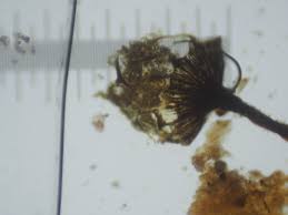 Attēlu rezultāti vaicājumam “Cribraria rufa spores”