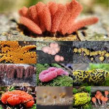 Attēlu rezultāti vaicājumam “Hemitrichia clavata spores”