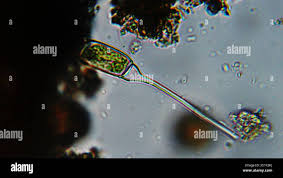 Attēlu rezultāti vaicājumam “Bulbochaete mirabilis”