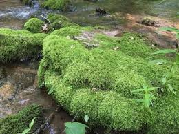 Attēlu rezultāti vaicājumam “Eurhynchium hians”