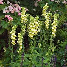 Image result for Digitalis grandiflora