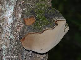 Attēlu rezultāti vaicājumam “Phellinus tremulae”