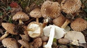 Attēlu rezultāti vaicājumam “Lepiota aspera”