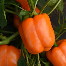 Afbeeldingsresultaat voor orange sun sweet pepper