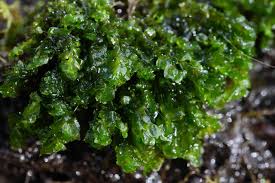 Attēlu rezultāti vaicājumam “Scapania undulata”