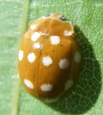 Attēlu rezultāti vaicājumam “Calvia decemguttata imago”