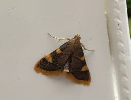 Attēlu rezultāti vaicājumam “Hypsopygia costalis”