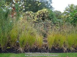Attēlu rezultāti vaicājumam “Molinia caerulea fruit”