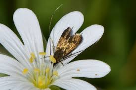 Attēlu rezultāti vaicājumam “Cauchas rufimitrella”