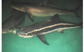 Image result for Rachycentron canadum