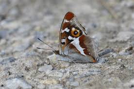 Attēlu rezultāti vaicājumam “Apatura iris”