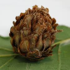 Attēlu rezultāti vaicājumam “Andricus foecundatrix”