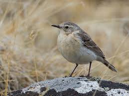 Image result for Anthus spinoletta