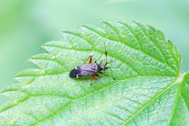 Attēlu rezultāti vaicājumam “Closterotomus biclavatus nymph”