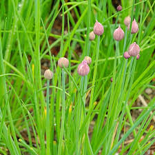 Attēlu rezultāti vaicājumam “Allium schoenoprasum fruit”
