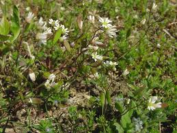 Attēlu rezultāti vaicājumam “Erophila verna”
