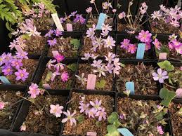 Attēlu rezultāti vaicājumam “Hepatica nobilis”