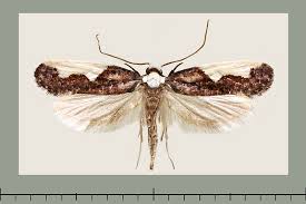Attēlu rezultāti vaicājumam “Monopis monachella”