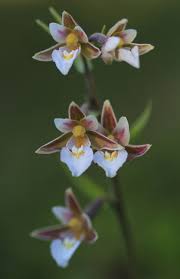 Attēlu rezultāti vaicājumam “Epipactis palustris flower”