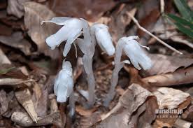 Image result for ギンリョウソウ