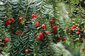 Attēlu rezultāti vaicājumam “Taxus baccata”