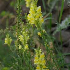 Attēlu rezultāti vaicājumam “Linaria vulgaris leaf”