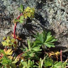 Attēlu rezultāti vaicājumam “Alchemilla subcrenata  flower”