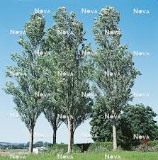 Attēlu rezultāti vaicājumam “Populus alba”