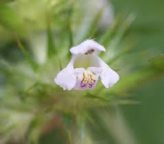 Attēlu rezultāti vaicājumam “Galeopsis tetrahit flower”