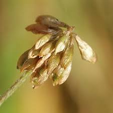 Attēlu rezultāti vaicājumam “Trifolium dubium leaf”