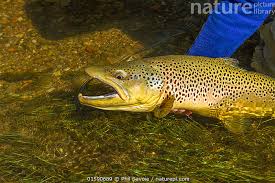 Image result for Salmo trutta