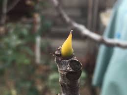 Attēlu rezultāti vaicājumam “Anthyllis maritima bud”