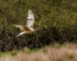 Image result for Kite Ireland