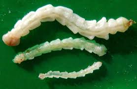 Attēlu rezultāti vaicājumam “Agrotis ripae larva”