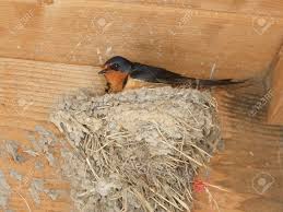 Attēlu rezultāti vaicājumam “Hirundo rustica nest”