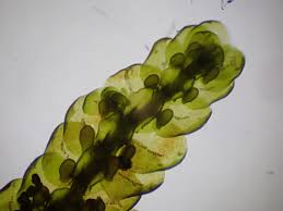 Attēlu rezultāti vaicājumam “Frullania tamarisci”