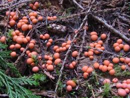 Attēlu rezultāti vaicājumam “Lycogala cf. oleocrystalliferum macro”